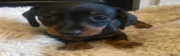 Miniature Dachshund dogs for sale:  KC Reg Miniature Dachshund Puppies - Advert 10
