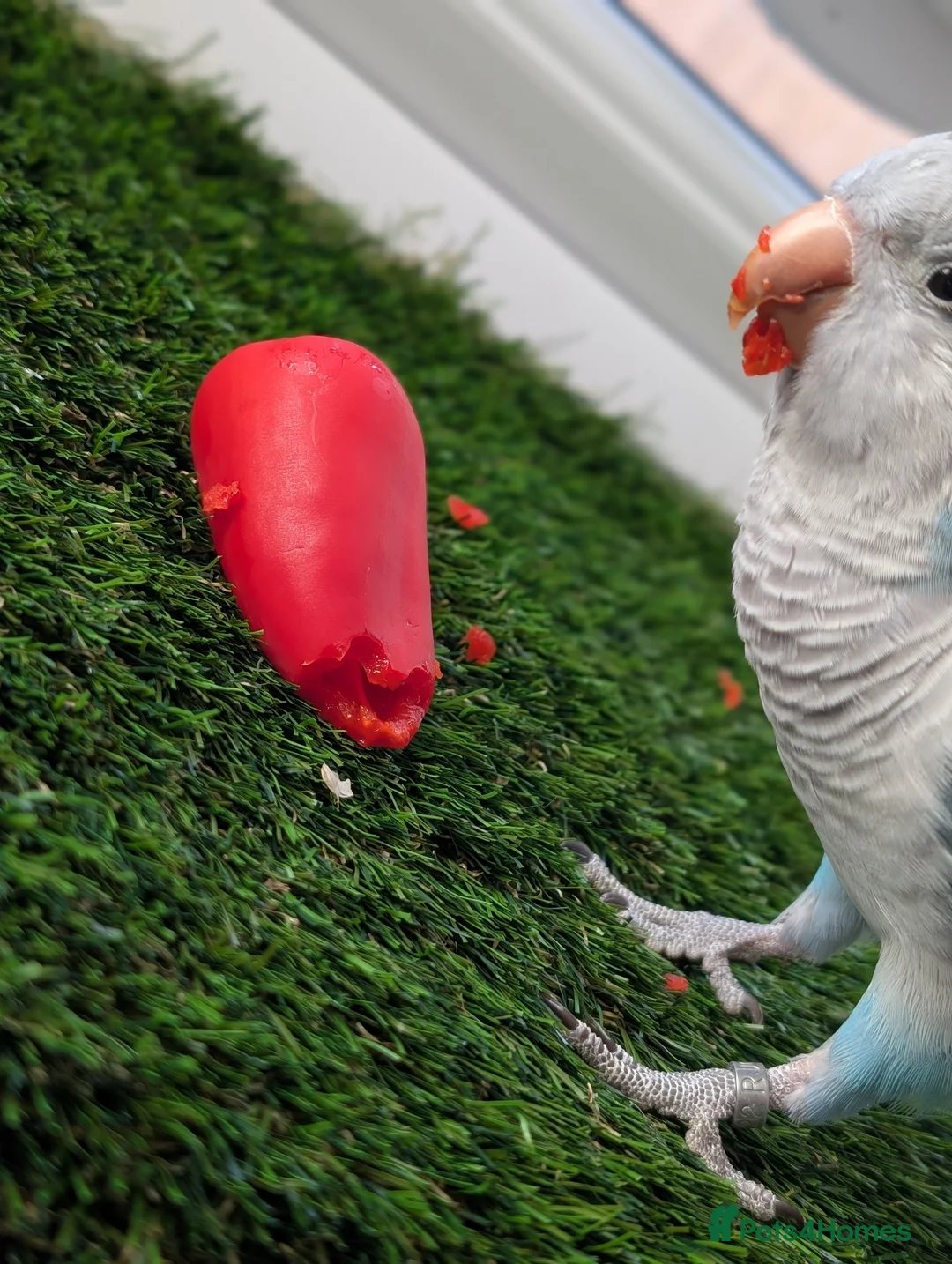 Mixed Breed birds for sale: Heartbreaking Rehoming – Quaker Parrot (Female) 💙 - Advert 8