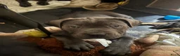 Cane Corso dogs for sale: Beautiful Cane Corso puppies Ready NOW - Advert 7