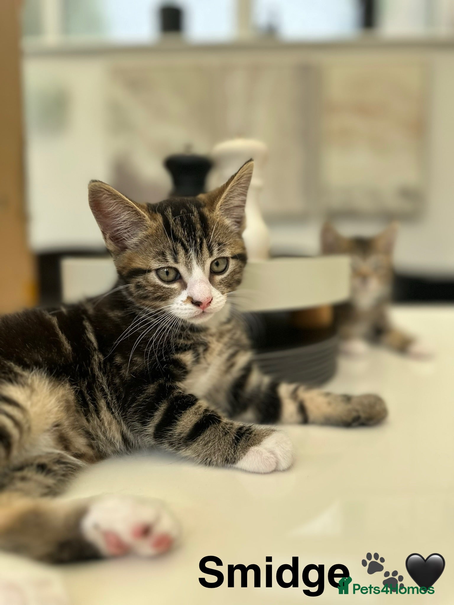 Mixed Breed cats Beautiful tabby kittens ready for forever homes - Advert 2