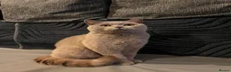 British Shorthair cats for sale: Multicolour GCCF Registered BSH kittens - Advert 6