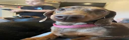 Dachshund dogs for sale: Male dashhound dappled  - Advert 3