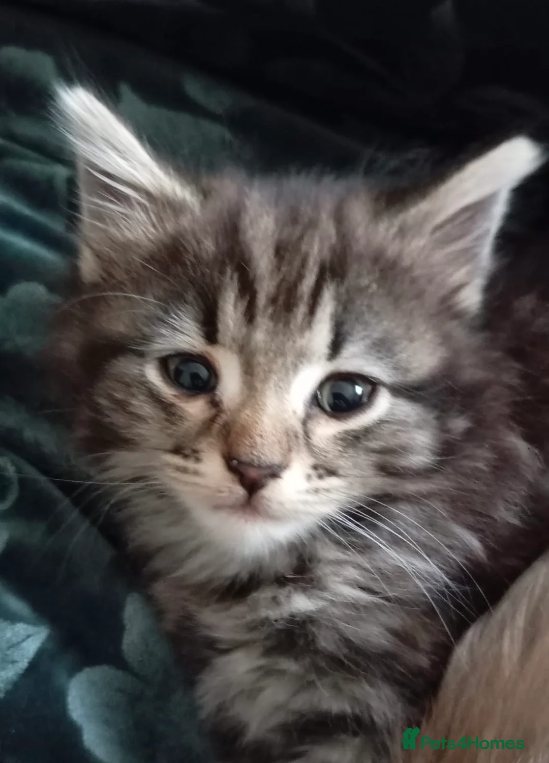 Mixed Breed cats for sale: 2 kittens ready to go!  in Wrexham - Advert 1