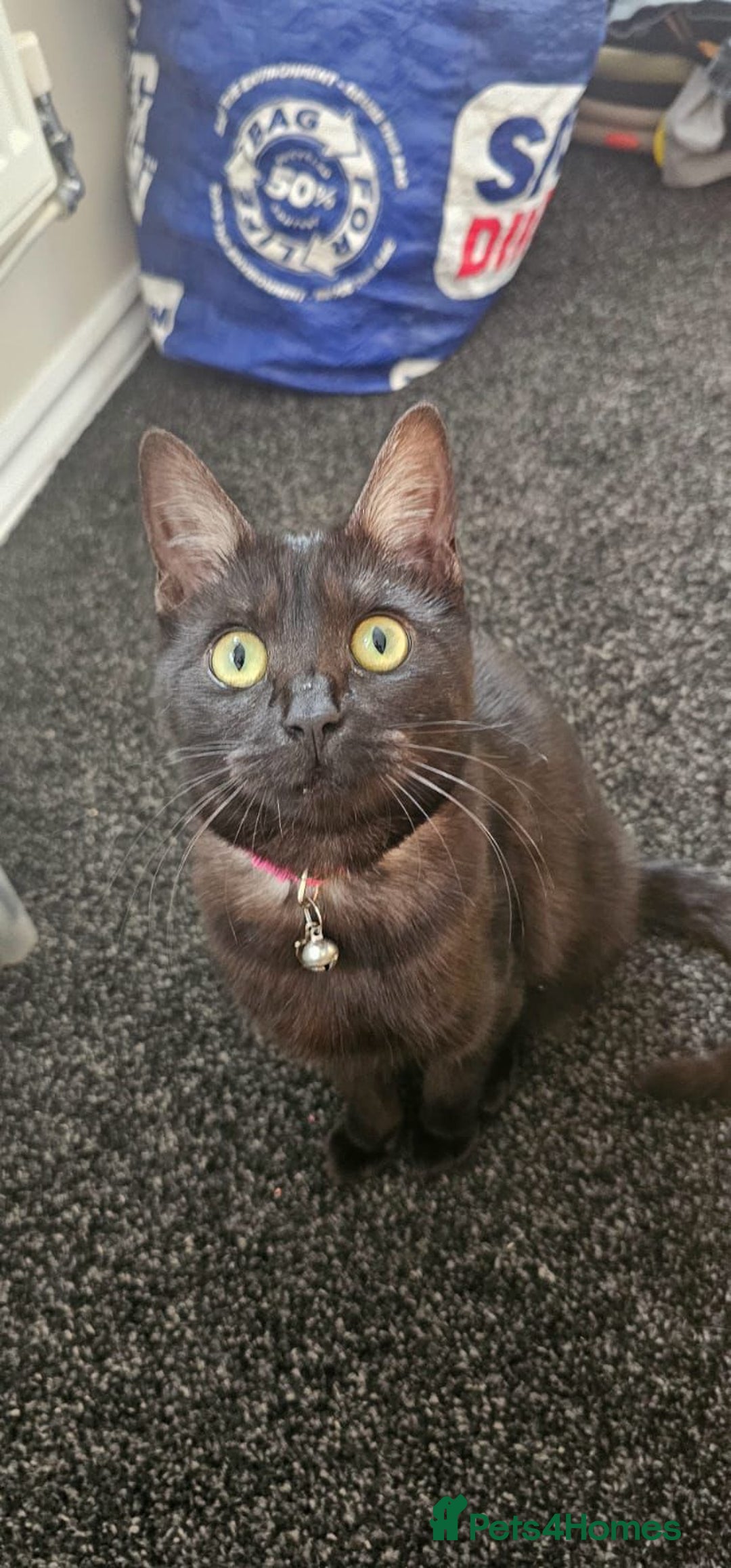 Mixed Breed cats for sale: Bengal/Siamese  - Image 4