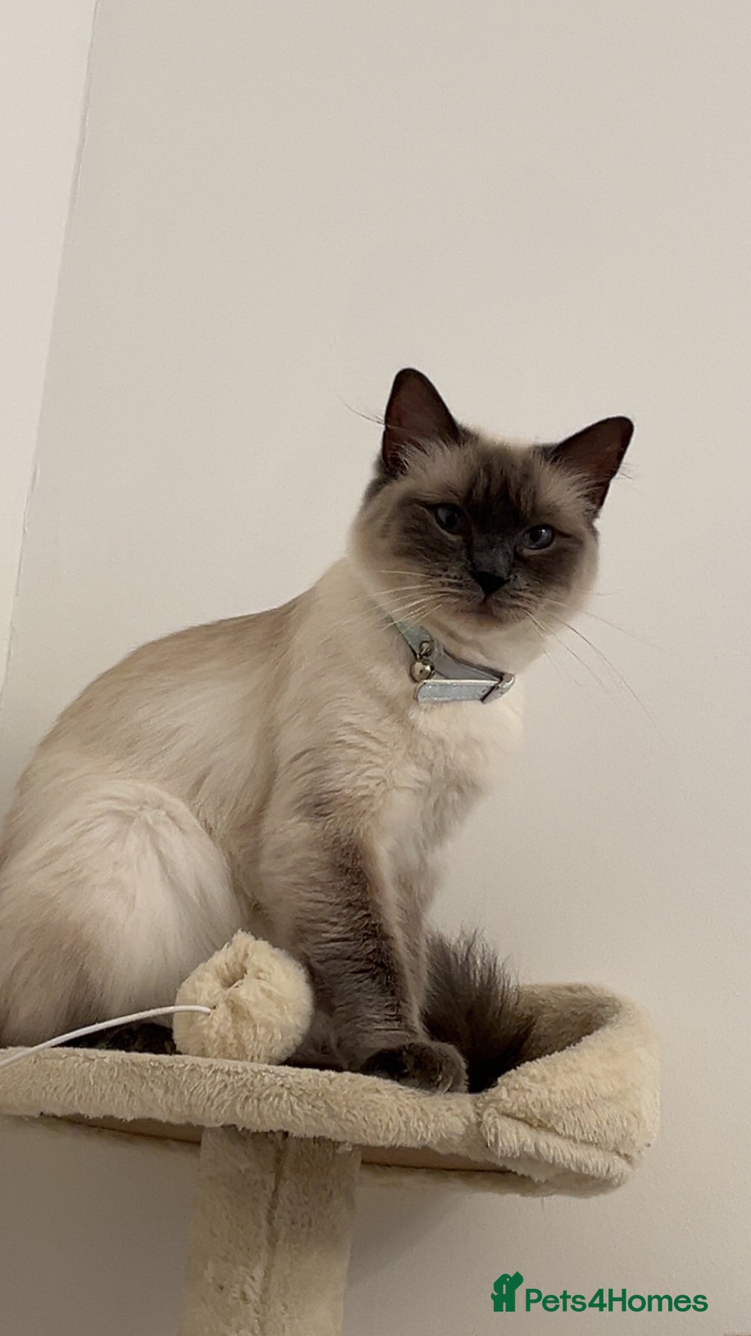 Ragdoll cats for sale: Ragdoll cat for sale  - Advert 1