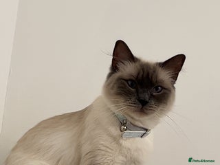 Ragdoll cats Ragdoll cat for sale - Advert 1