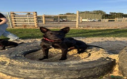 Mixed Breed dogs for sale: 🐾 HENNESSY–SMART, LOVING & 2 PERFECT TO WAIT 🐾❤️ - Image 2