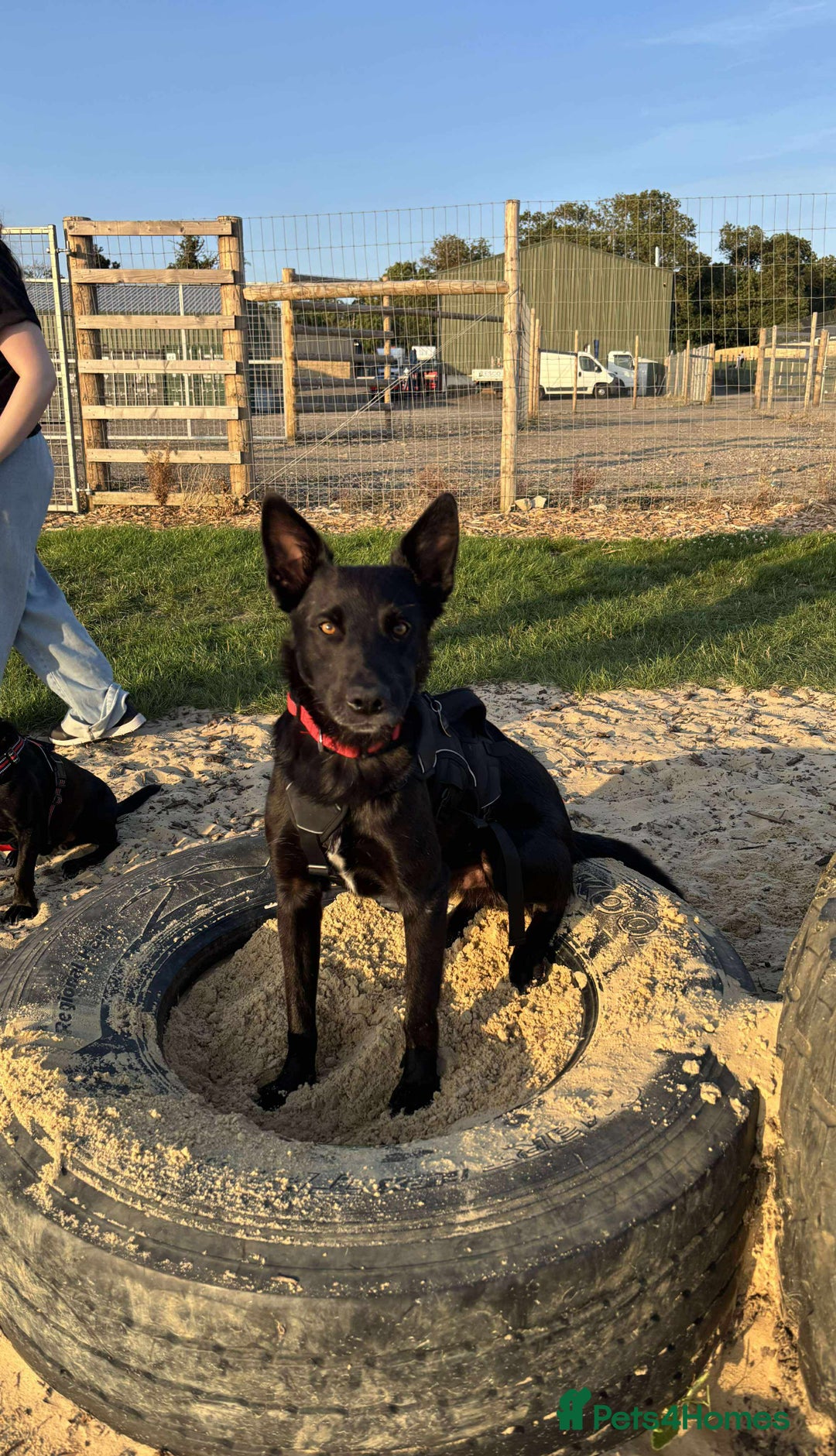Mixed Breed dogs for sale: 🐾 HENNESSY–SMART, LOVING & 2 PERFECT TO WAIT 🐾❤️ - Image 2