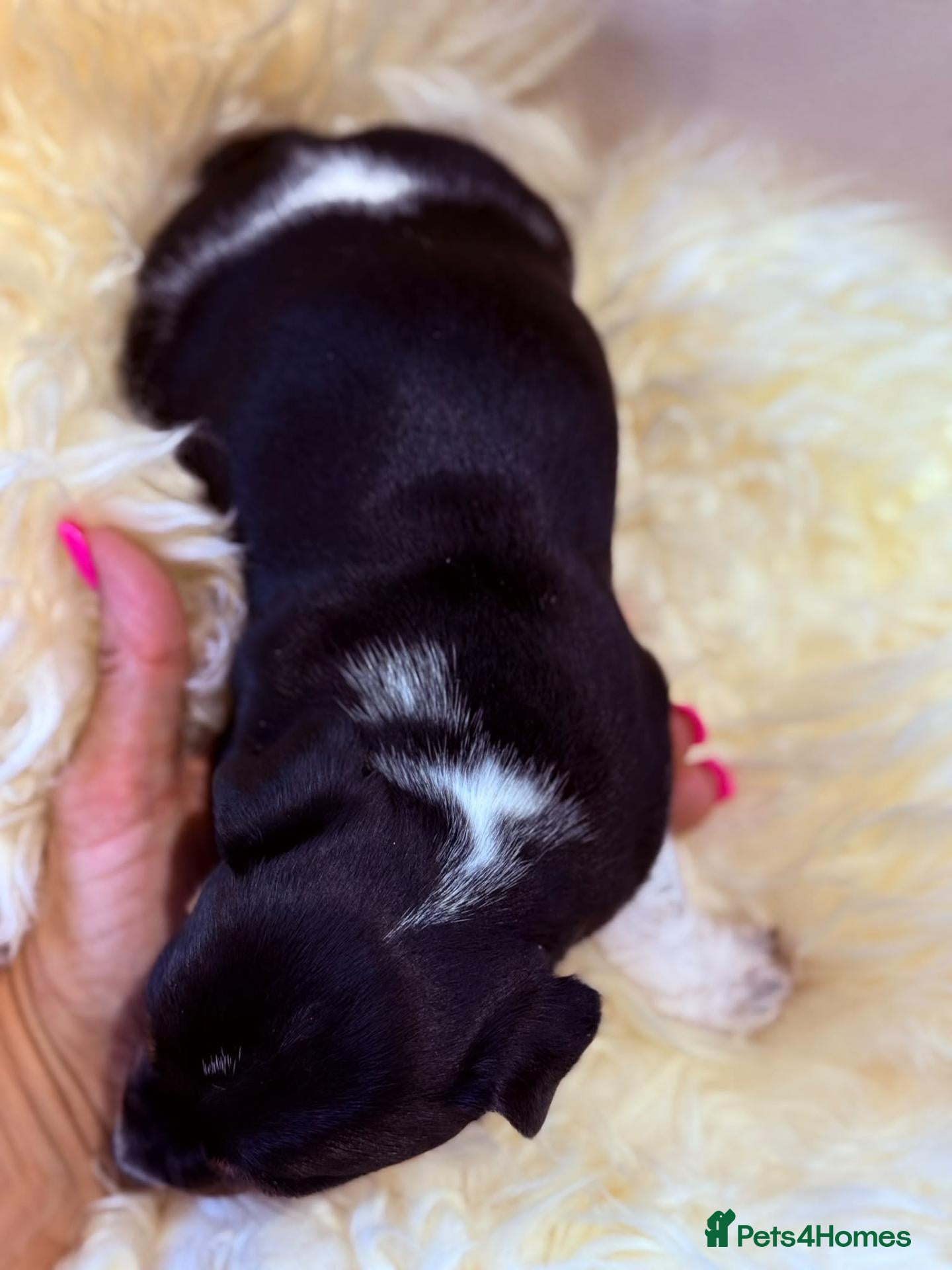 Jack Russell dogs for sale: Minature Jack Russell puppies - Advert 2