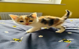 European cats for sale: 💖 Purr-fect Kittens Ready to Melt Your Heart! 😻 - Image 8