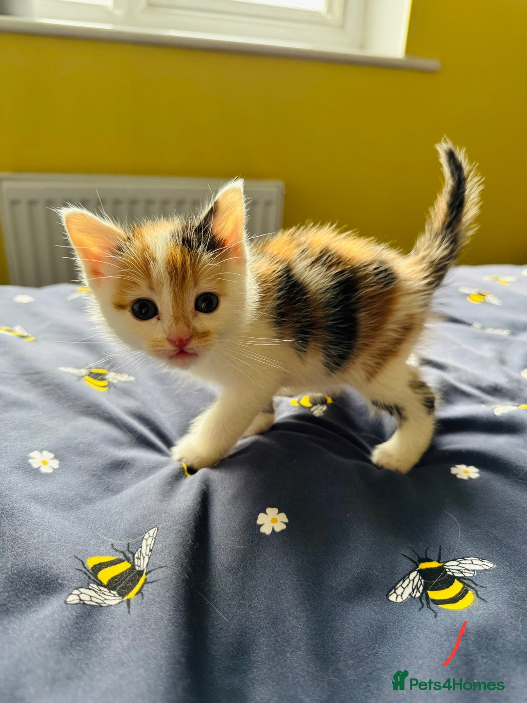 European cats for sale: 💖 Purr-fect Kittens Ready to Melt Your Heart! 😻 - Image 8