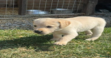 Labrador Retriever dogs - Advert 2