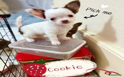 Chihuahua dogs for sale: 🔥 Adorable long-haired Chihuahua puppies for sale - Image 23