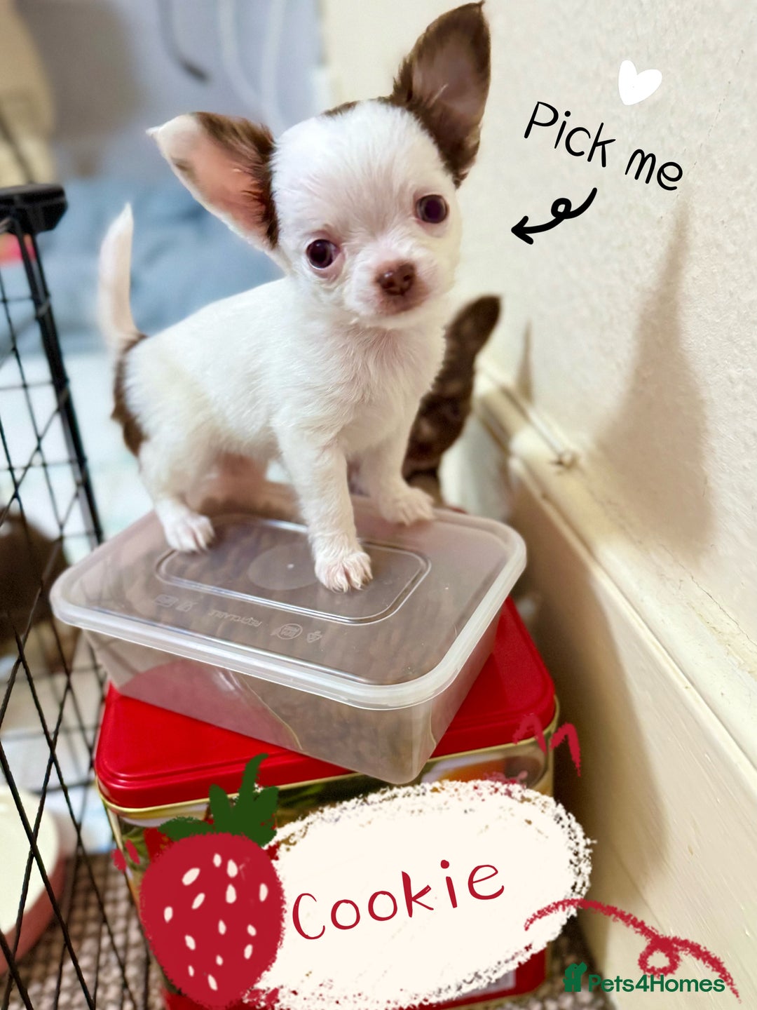 Chihuahua dogs for sale: 🔥 Adorable long-haired Chihuahua puppies for sale - Image 23