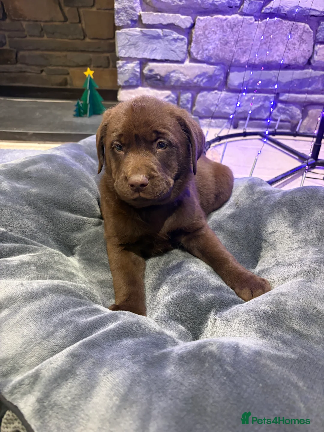 Labrador Retriever dogs for sale: Chocolate Labrador Puppies - Advert 4