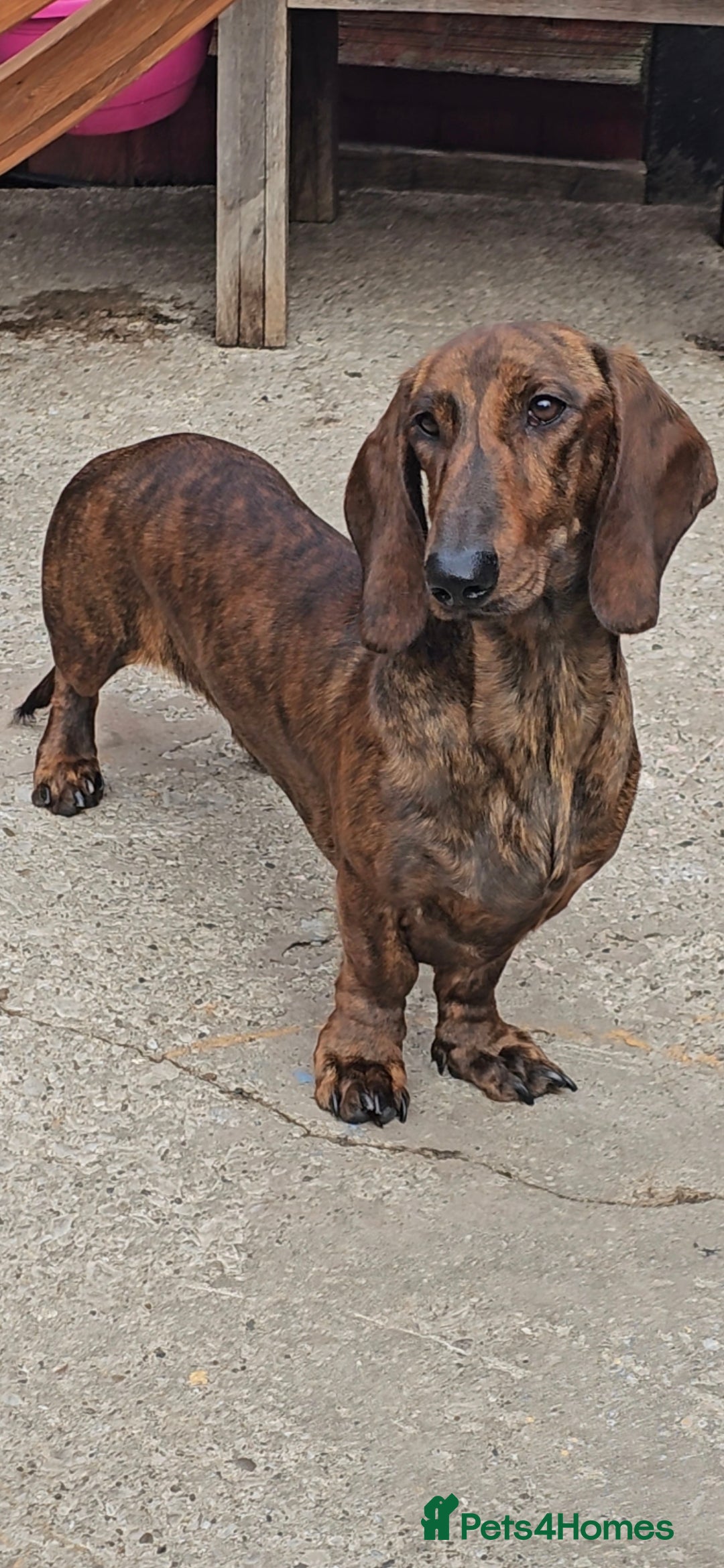 Dachshund dogs Standard dachshund  - Advert 6