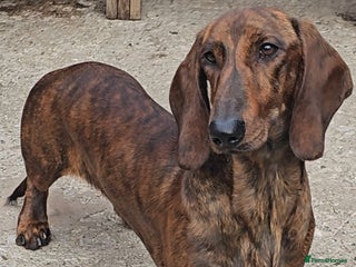 Dachshund dogs Standard dachshund - Advert 5