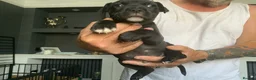 Staffordshire Bull Terrier dogs for sale: Beautiful kc reg Staffordshire bull terriers  - Advert 6
