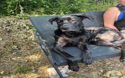 Mixed Breed dogs for sale: Willow the dog - Image 3