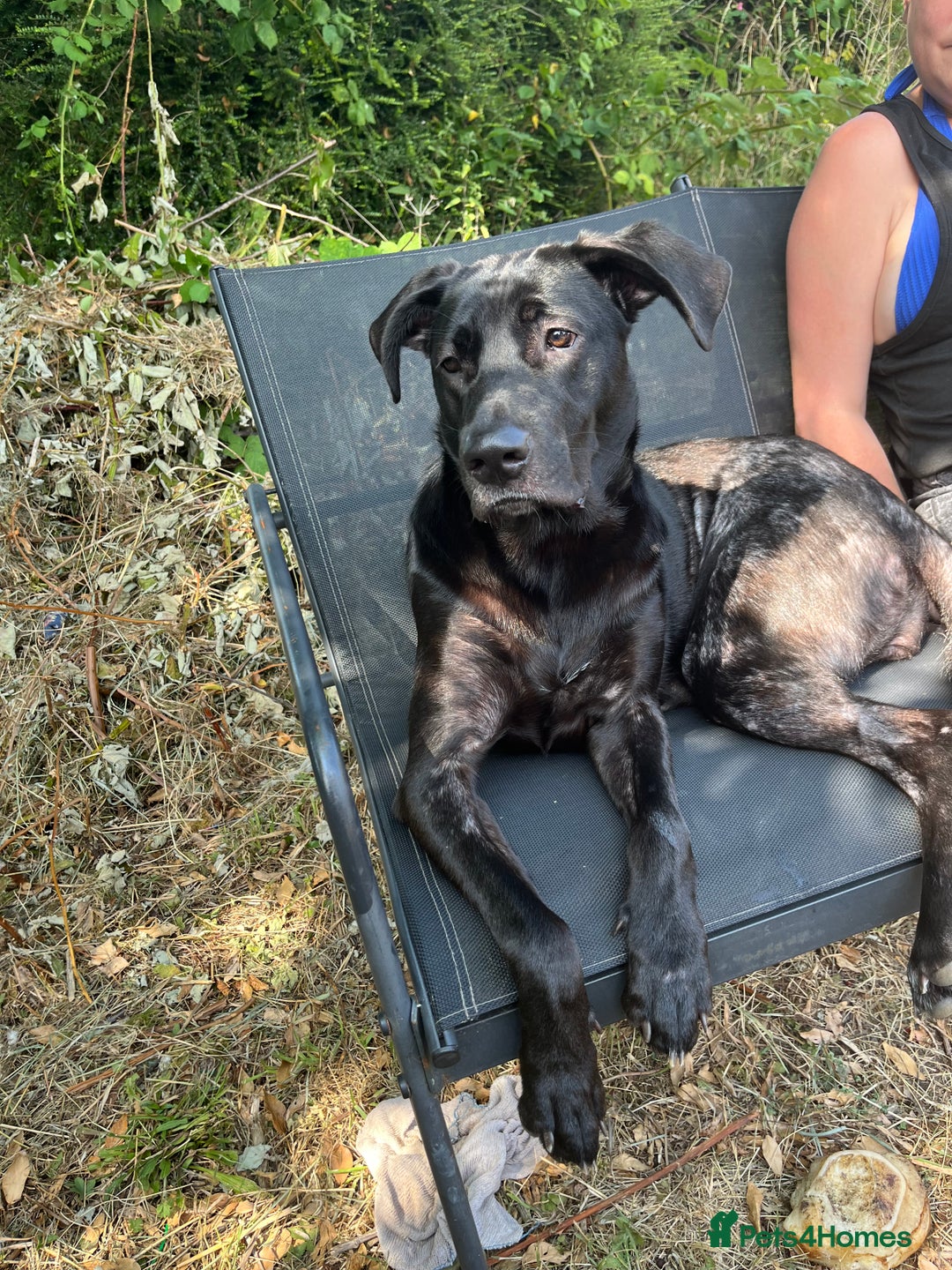 Mixed Breed dogs for sale: Willow the dog - Image 3