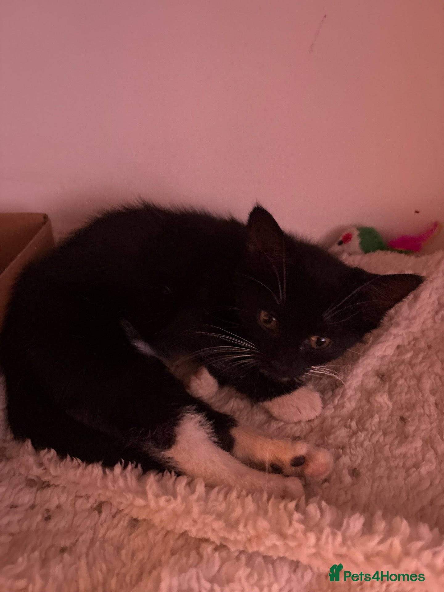 Mixed Breed cats Gorgeous black and white kitten - Advert 3