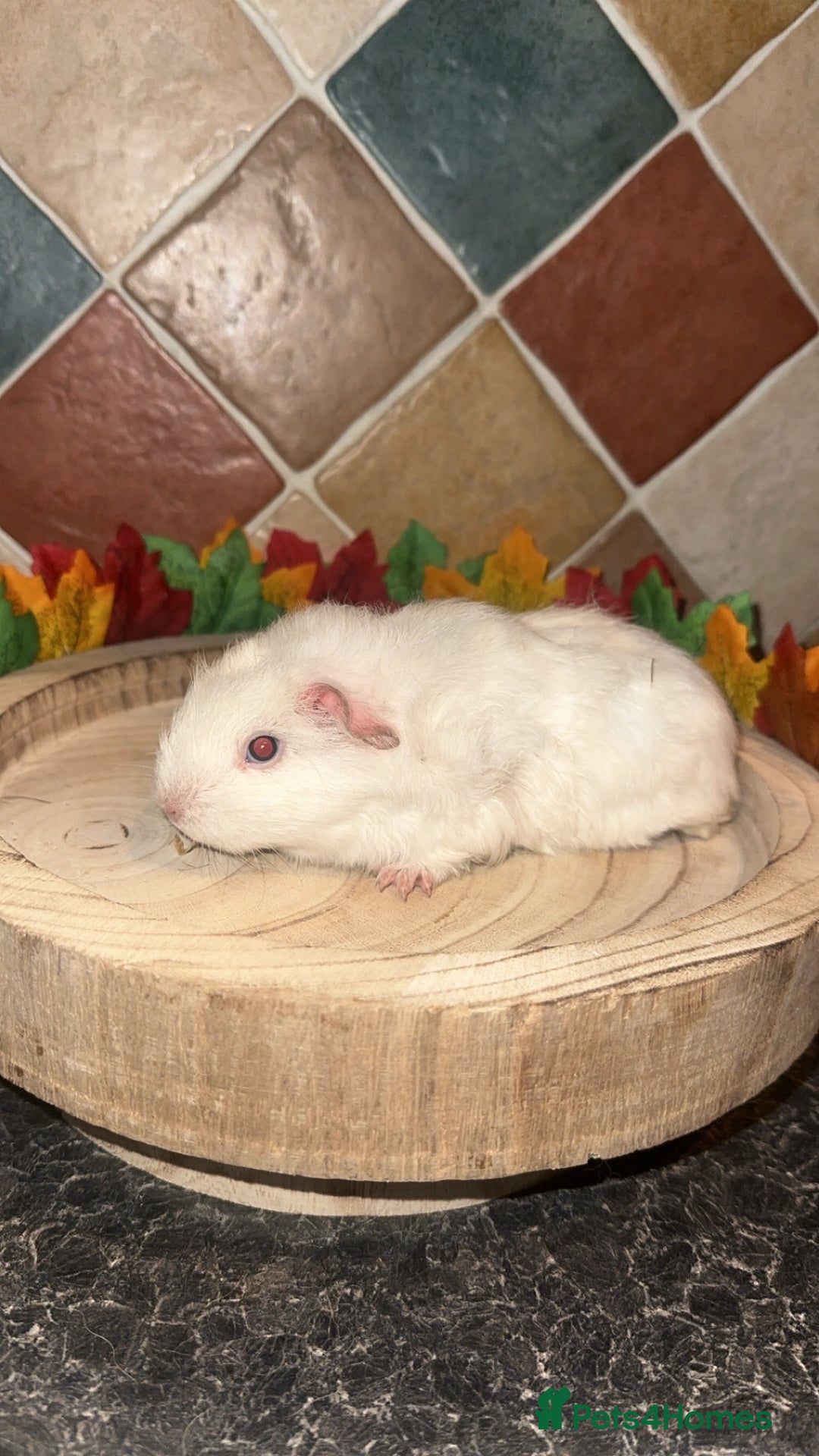 Guinea Pig rodents for sale: Baby guinea pigs  - Advert 9