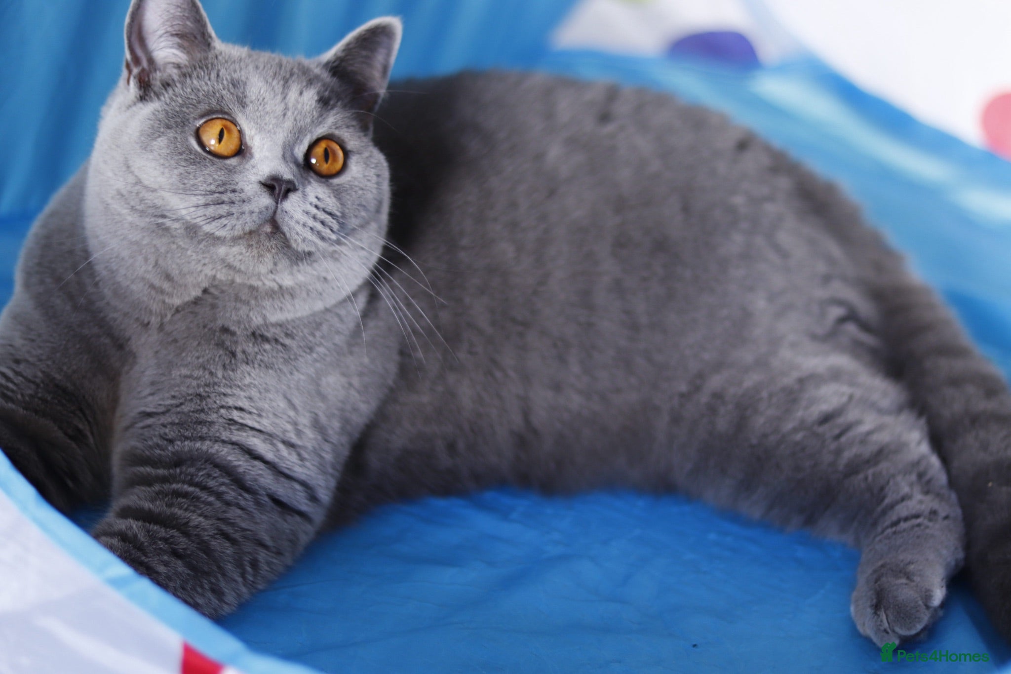 British Shorthair cats 🧸 Stunning GCCF BSH Female Champion Bloodlines ✨ - Advert 1