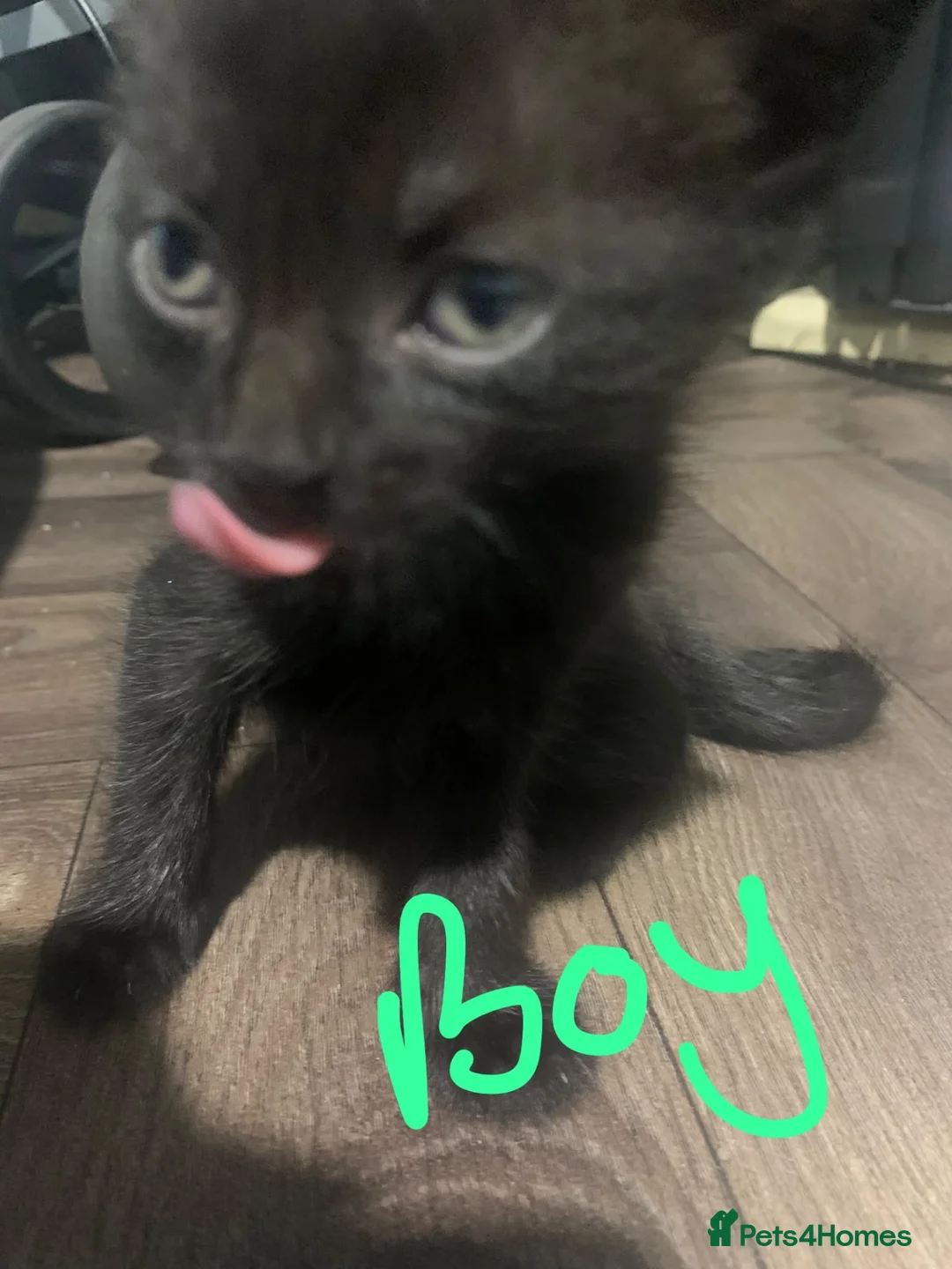 British Shorthair cats for sale: 3 kittens for sale  in Walsall - Advert 2