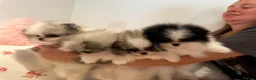 Pomeranian dogs for sale: KC registered Pomeranian Puppies for sale  - Advert 19