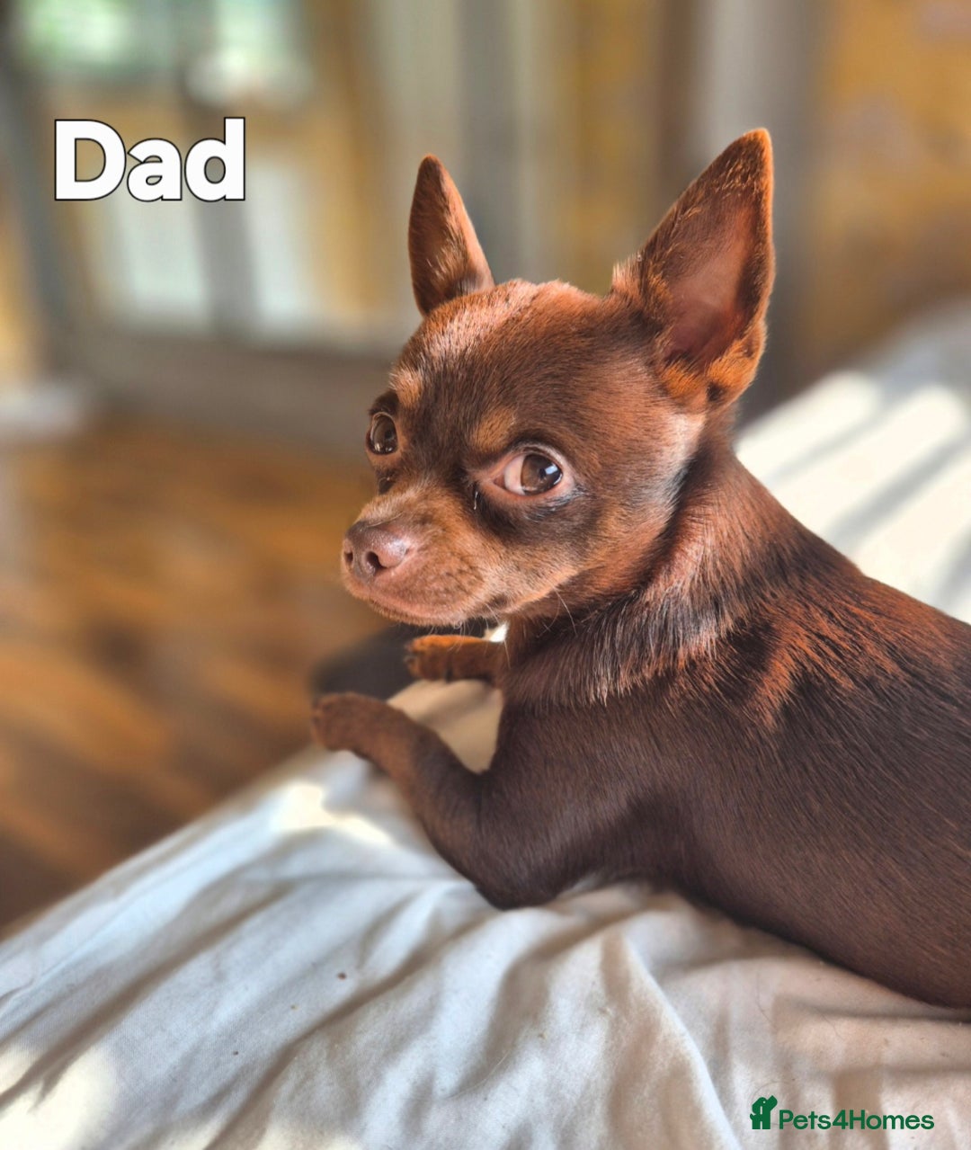 Chihuahua dogs for sale: 4 pure breed chihuahua, 2 merle  2 twins - Advert 32