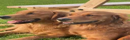Golden Retriever dogs for stud: Gorgeous red golden retriever for stud - Advert 7