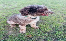 Miniature Poodle dogs for stud: Chocolate Merle Miniature Poodle Stud 🐾🐾🐾 - Image 5