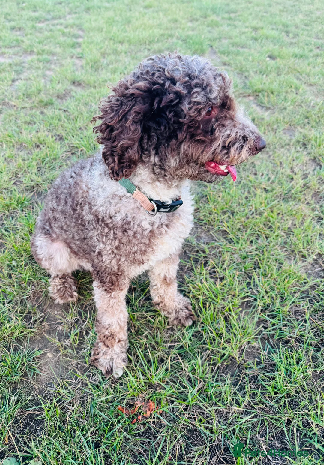 Miniature Poodle dogs for stud: Chocolate Merle Miniature Poodle Stud 🐾🐾🐾 - Advert 5