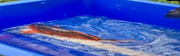 Koi Carp fish for sale: Pond closure - Advert 13