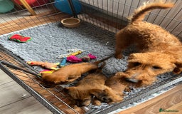 Irish Terrier dogs for sale: 2 Irish Terrier Puppy Girls for Sale 🐾 - Image 7