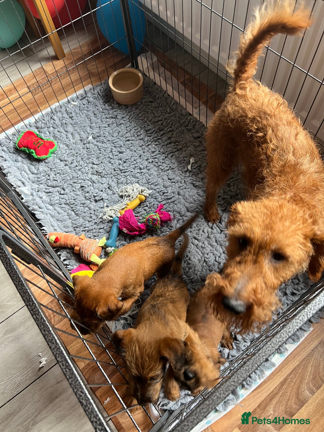 Irish Terrier dogs for sale: 2 Irish Terrier Puppy Girls for Sale 🐾 - Image 7