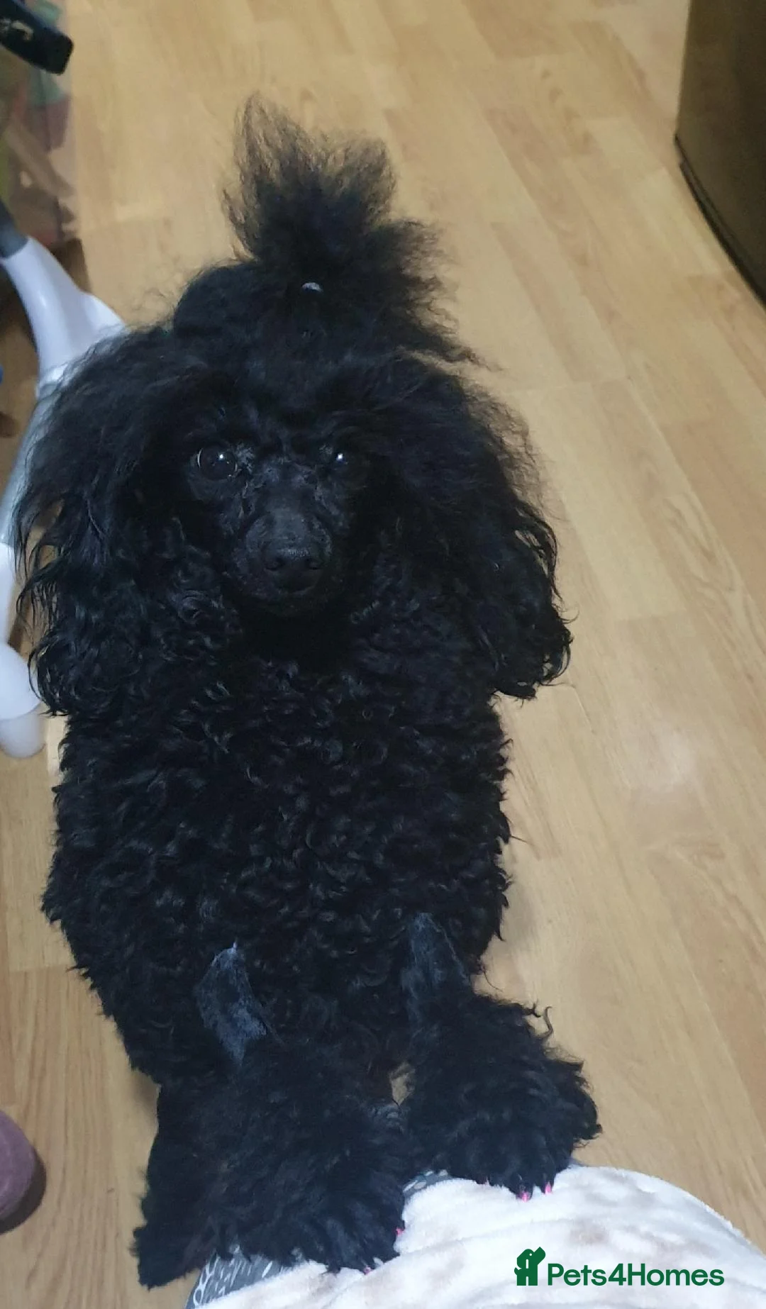 Toy Poodle dogs for sale: KC Toy Poodle Black Boy For Sale - Advert 4