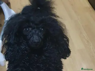 Toy Poodle dogs KC Toy Poodle Black Boy For Sale in North Wales - Advert 7