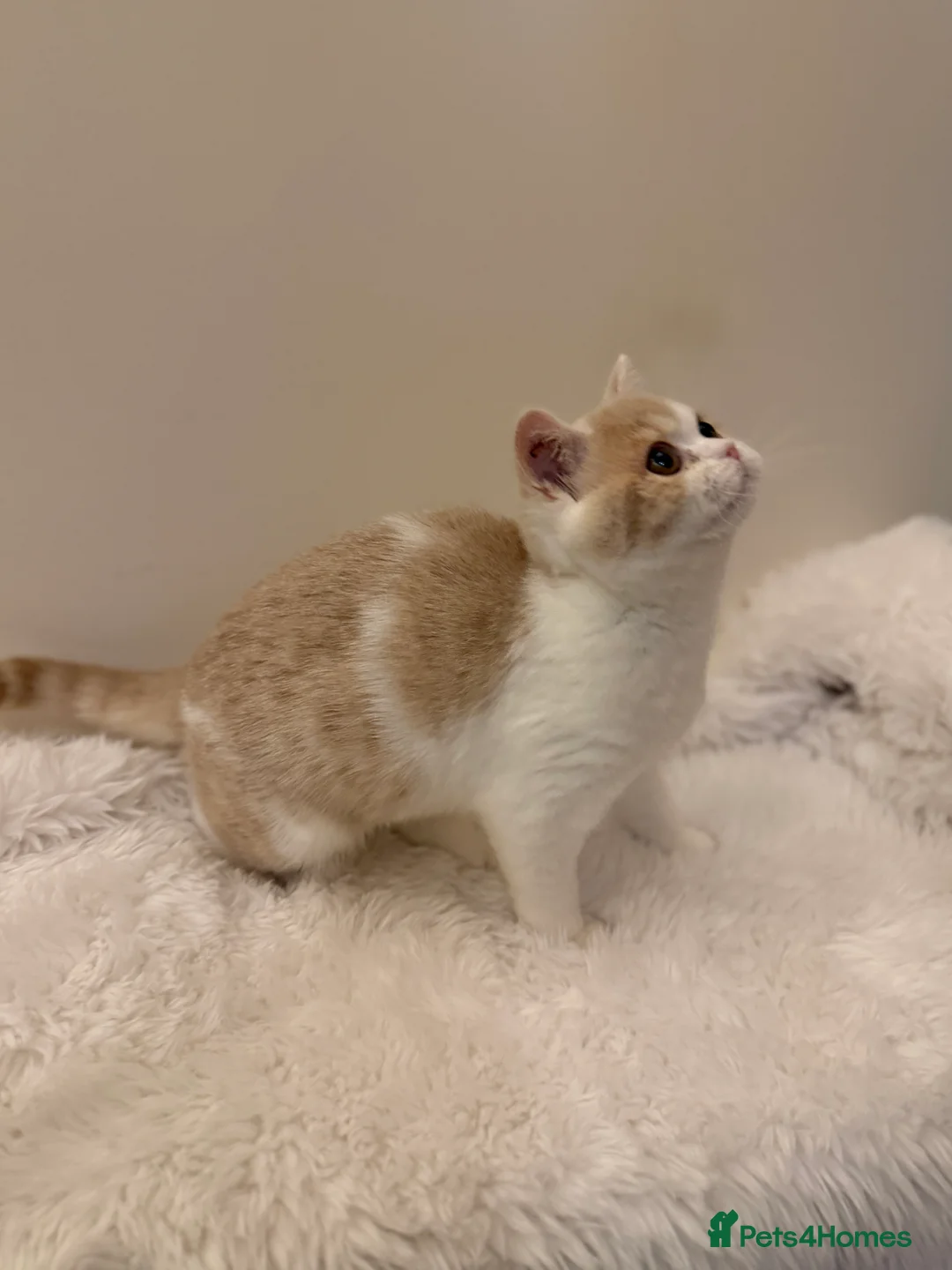 British Shorthair cats for sale: Full Pedigree Registered BSH  - Advert 28