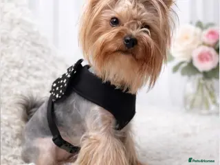 Yorkshire Terrier dogs Two Yorkshire Looking for Their Forever Homes 🐾 - Advert 17