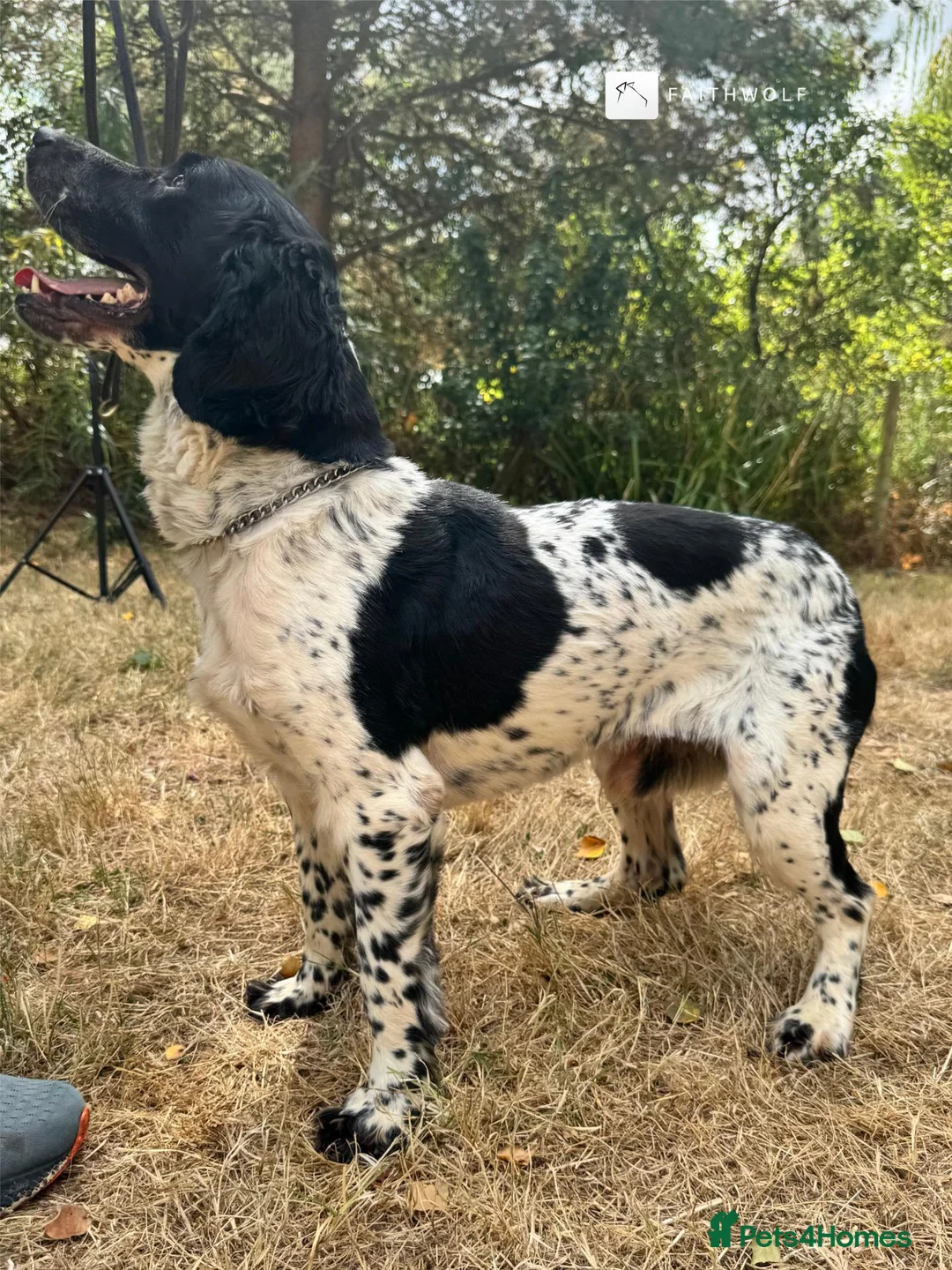 English Springer Spaniel dogs for sale: Toby - Fully Trained Family Pet Springer Spaniel - Advert 2