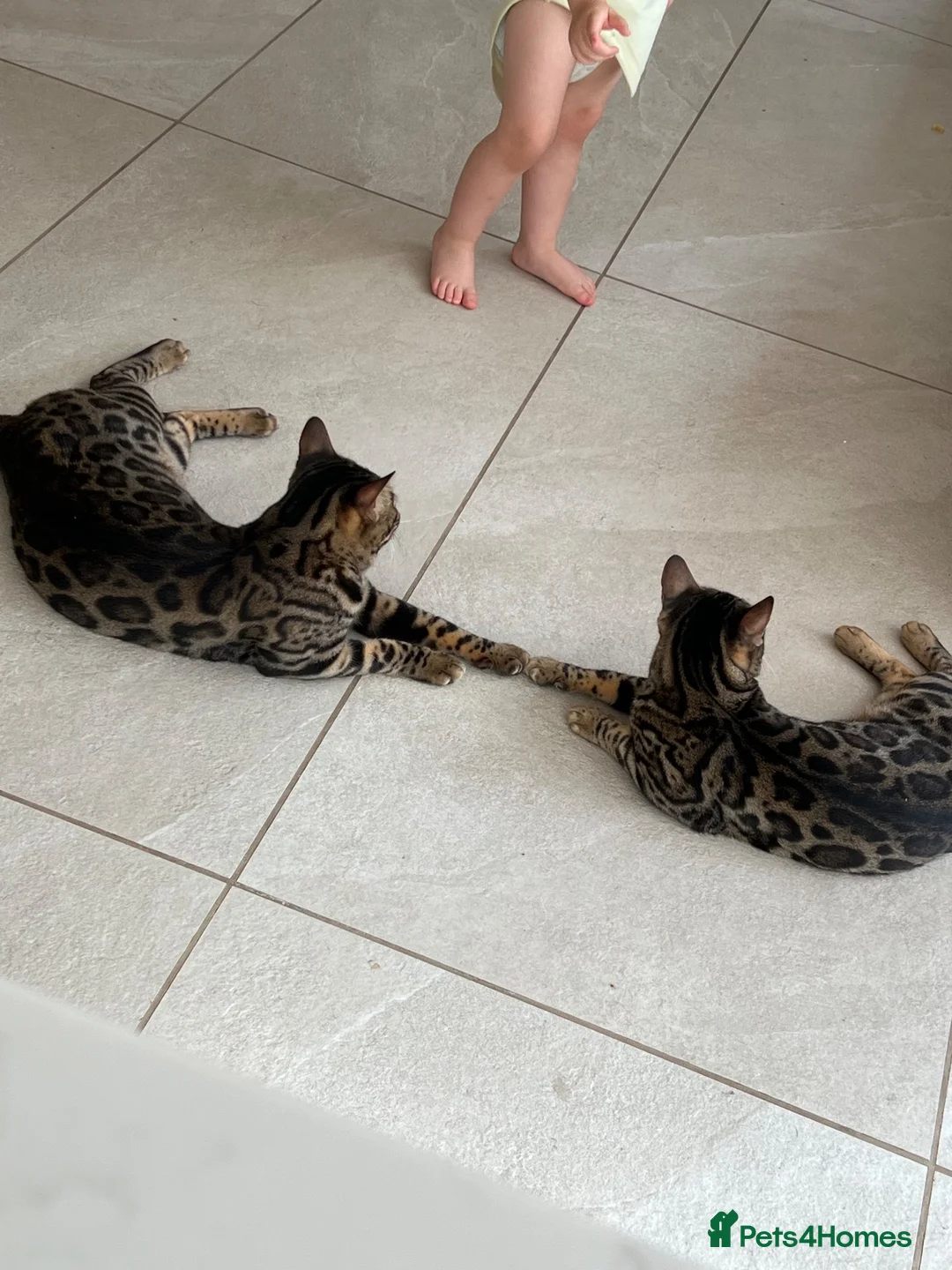 Bengal cats for sale: Brother and Sister Bengals - 2 years old in Wilmslow - Advert 8