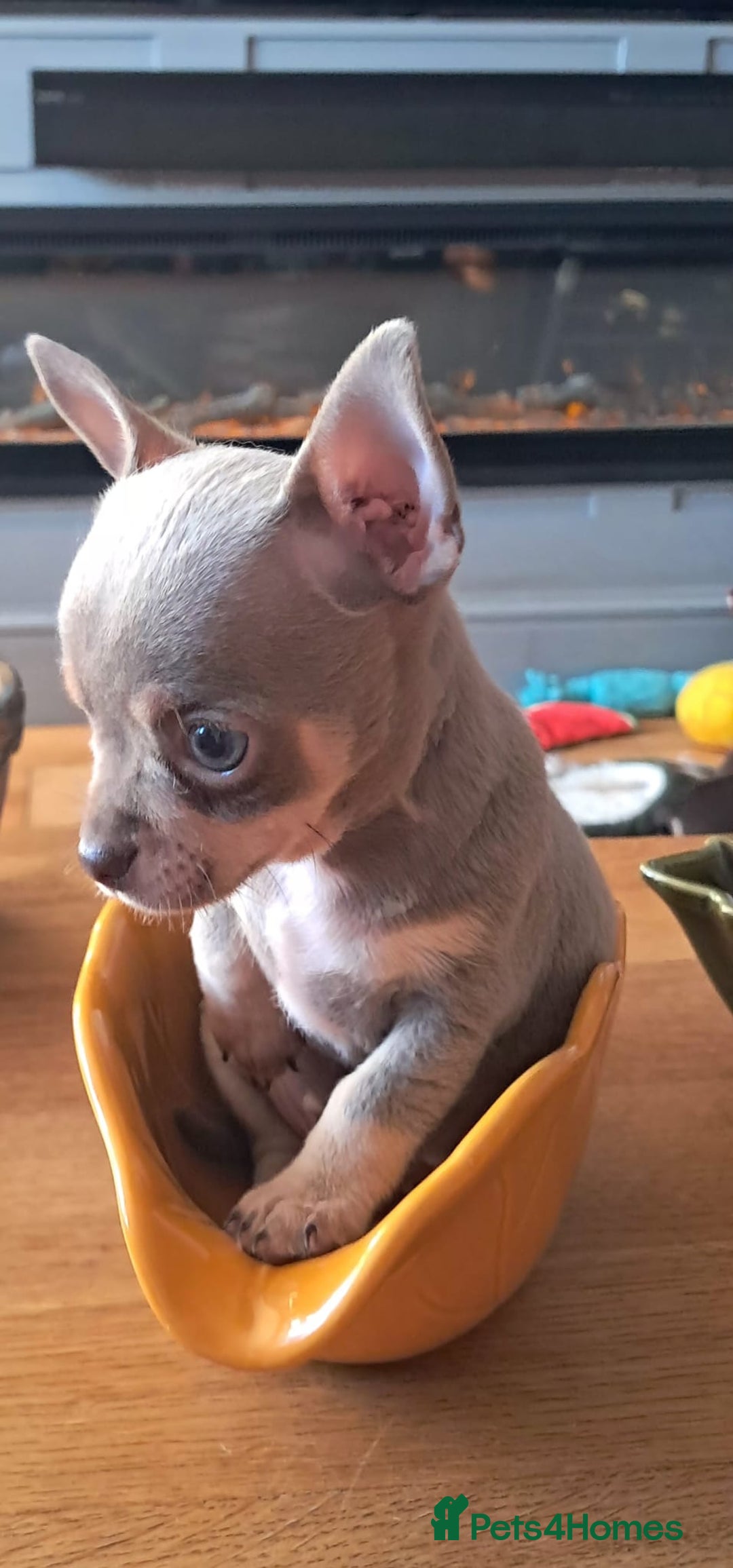 Mixed Breed dogs for sale: Beautiful Babies  - Advert 8