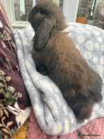 Mini Lop rabbits Raised indoors mini lop and lion lops/vaccinated - Advert 2