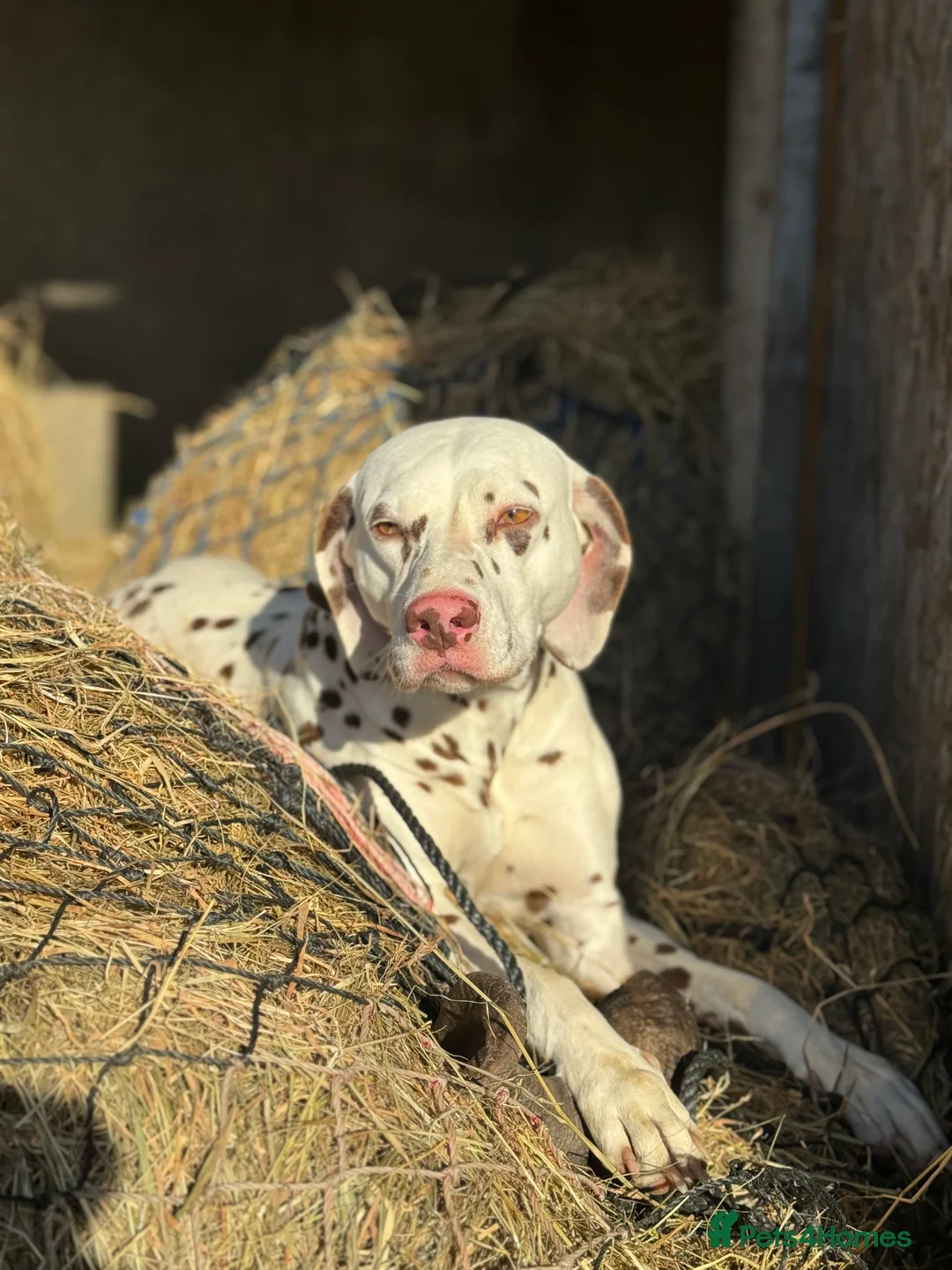 Dalmatian dogs for sale: Gorgeous Dalmatian Puppies 🐶  - Advert 3