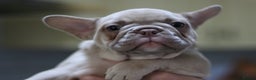 French Bulldog dogs for sale: French Bulldog Puppies Looking for Loving Homes - Advert 16
