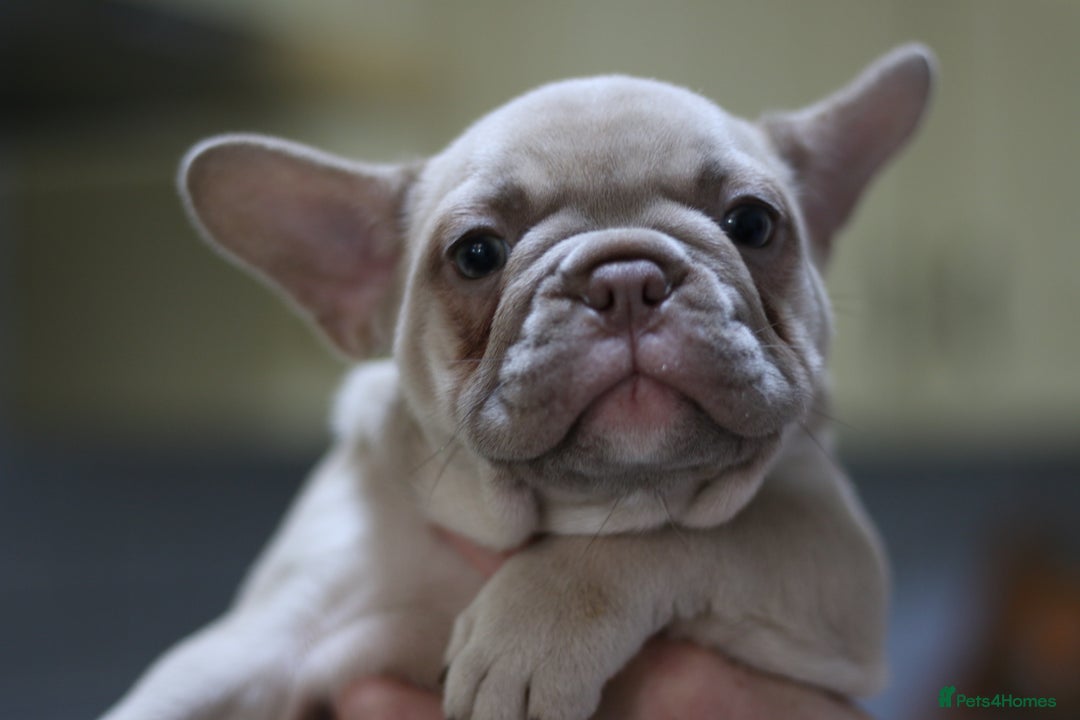 French Bulldog dogs for sale: French Bulldog Puppies Looking for Loving Homes - Advert 16