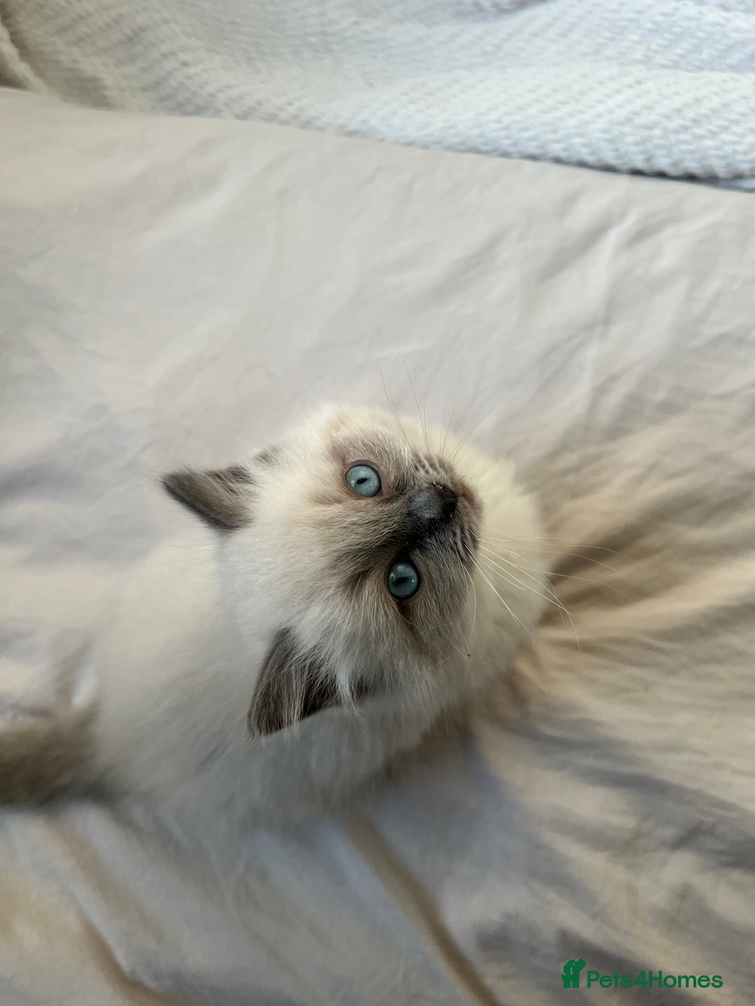 Ragdoll cats for sale: Adorable Ragdoll Kittens  🐾 - Advert 5