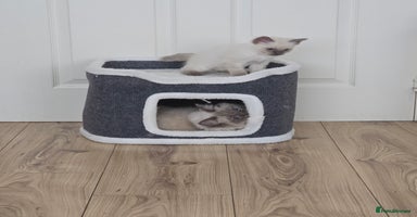 Ragdoll cats - Advert 11