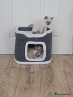 Ragdoll cats - Advert 11